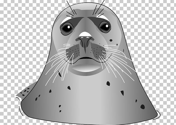 Pinniped Free PNG, Clipart, Animals, Black And White, Carnivoran, Cat, Cat Like Mammal Free PNG Download