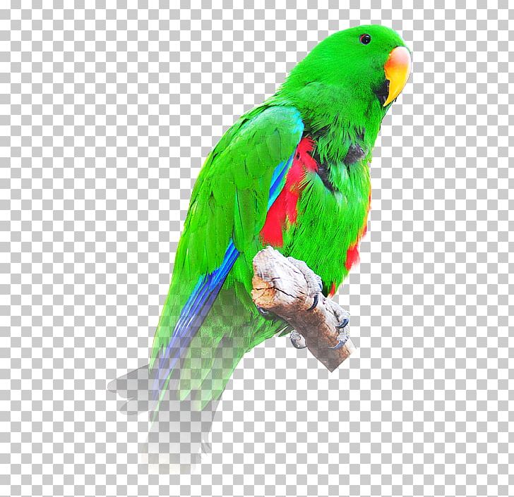 Budgerigar Bird Macaw Loriini Eclectus Parrot PNG, Clipart, Animal, Beak, Bird, Budgerigar, Cockatoo Free PNG Download