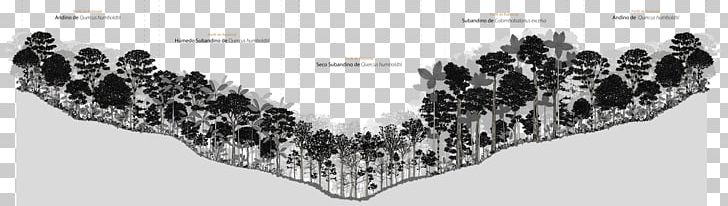 Forest Management Biodiversity Tree Oak PNG, Clipart, Angle, Animal, Biodiversity, Black And White, Colombia Free PNG Download