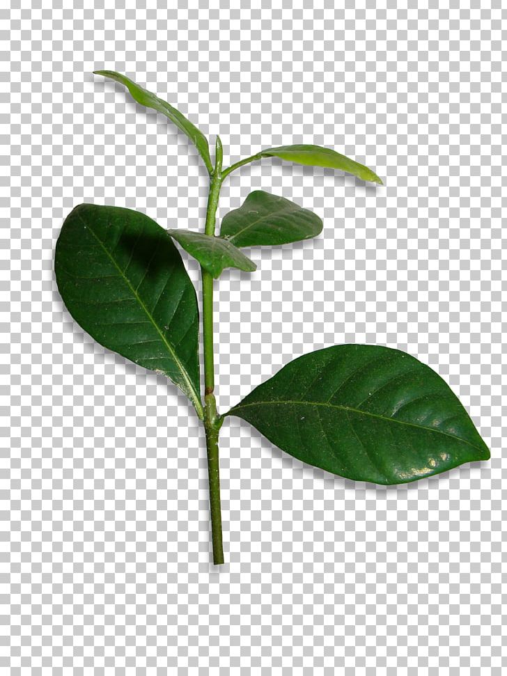 Leaf Plant Stem Herb PNG, Clipart, Branch, Herb, Leaf, Plant, Plant Stem Free PNG Download