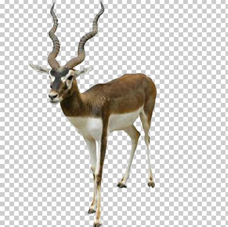 Antelope Blackbuck Stock Photography PNG, Clipart, Animal, Animal Material, Animals, Animation, Anime Character Free PNG Download
