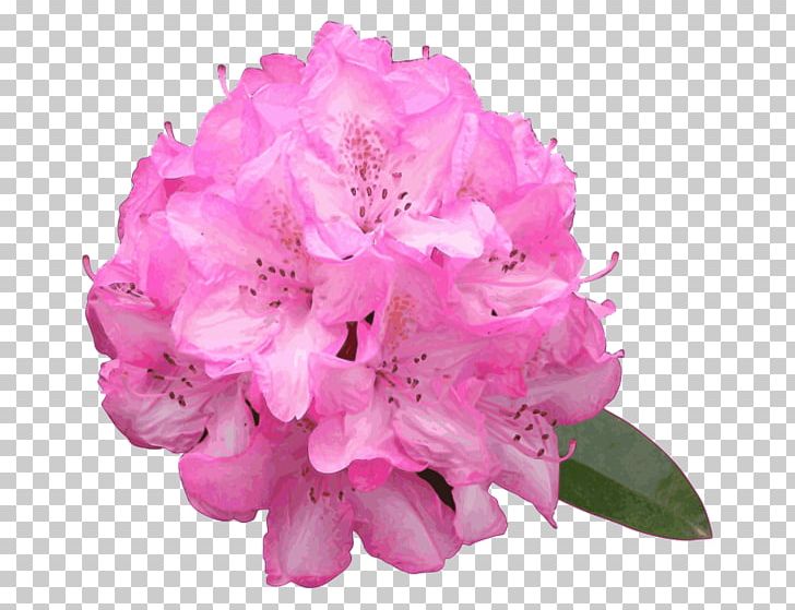 Azalea Pink Flowers Rhododendron Macrophyllum PNG, Clipart, Azalea, Computer Icons, Cut Flowers, Ericales, Flower Free PNG Download