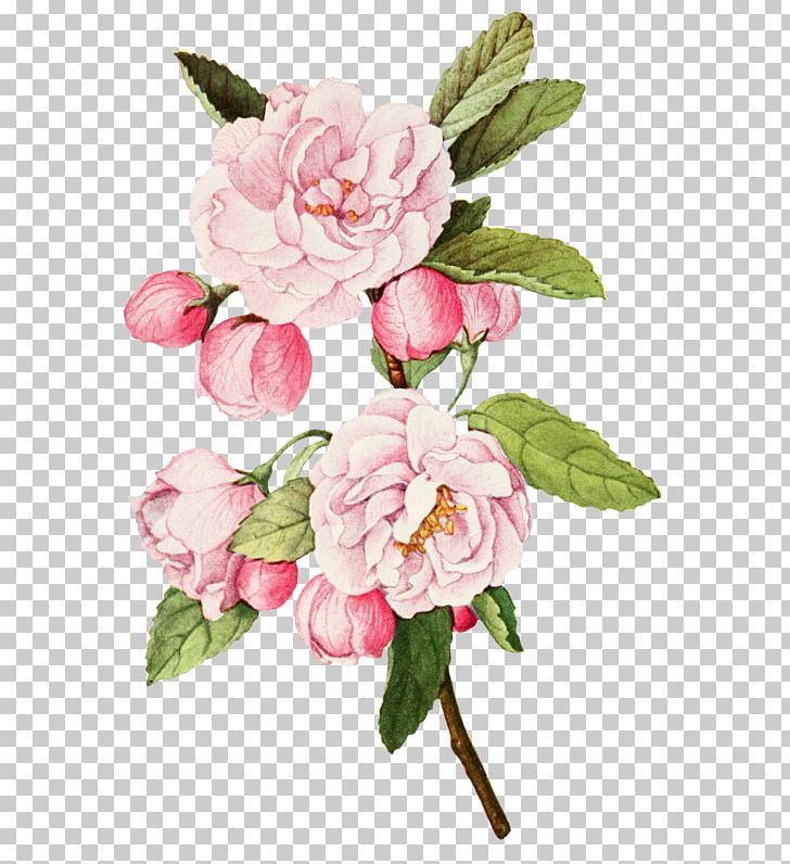 Cabbage Rose Garden Roses Botanical Illustration Botany PNG, Clipart, Artificial Flower, Blossom, Botanical Flowers, Branch, Camellia Free PNG Download