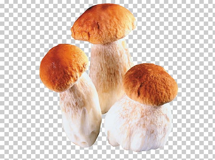 Edible Mushroom Fungus Penny Bun Boletus Aereus PNG, Clipart, Agaricus Subrufescens, Boletus, Boletus Aereus, Bosque, Bread Free PNG Download