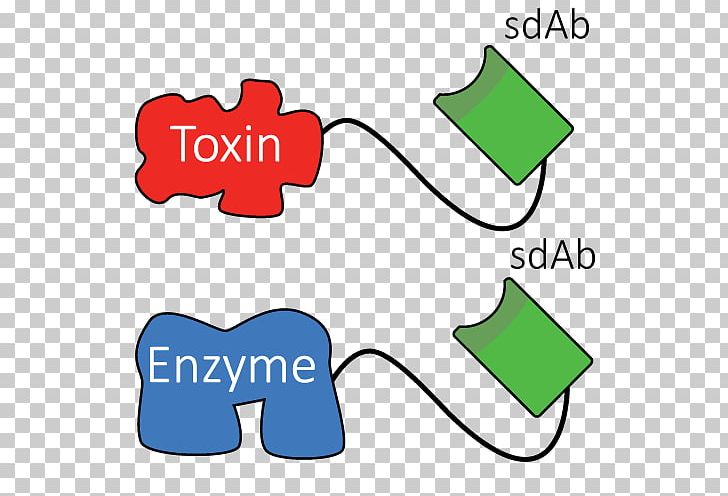 Single-domain Antibody Monoclonal Antibody Drug Delivery Toxin PNG, Clipart, Antibody, Area, Brand, Communication, Diagram Free PNG Download