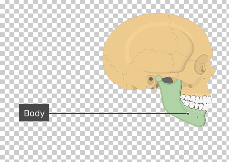 Skull Frontal Process Of Maxilla Mandible Frontal Bone PNG, Clipart, Bone, Brain, Cartoon, Communication, Ear Free PNG Download