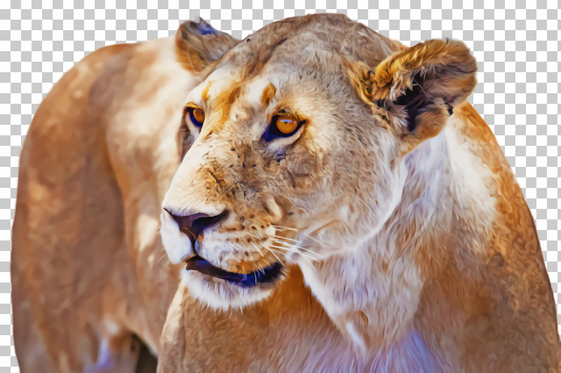 Lion Wildlife Masai Lion Snout PNG, Clipart, Lion, Masai Lion, Snout, Wildlife Free PNG Download