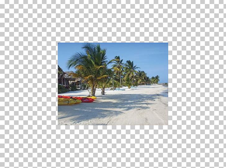 Caribbean Beach Shore Arecaceae Land Lot PNG, Clipart, Area, Arecaceae, Arecales, Beach, Beach Club Free PNG Download