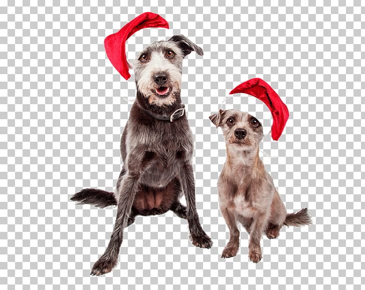 Dog Breed Puppy Pit Bull Santa Claus Stock Photography PNG, Clipart, Animals, Breed, Christmas, Companion Dog, Dog Free PNG Download