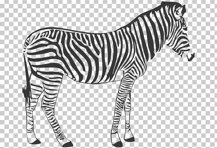 Wall Decal Quagga Zebra Horse PNG, Clipart, Animal, Animal Figure, Animals, Black And White, Decal Free PNG Download