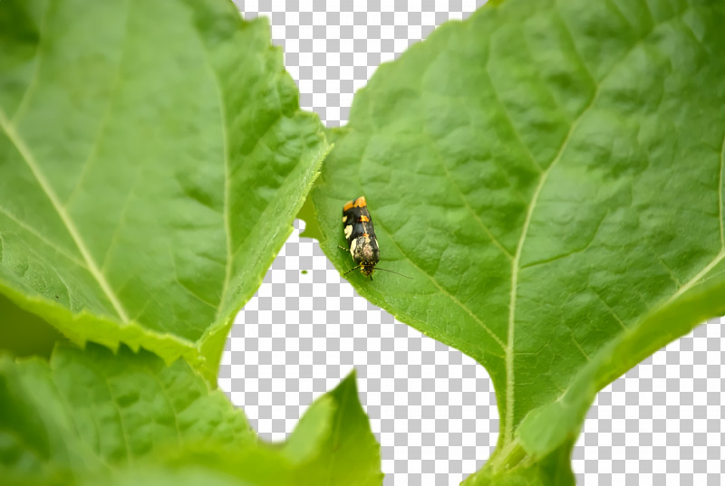 Insect PNG, Clipart, Insect Free PNG Download