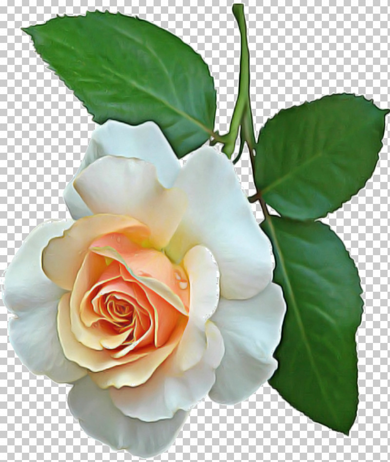 Garden Roses PNG, Clipart, Artificial Flower, Bud, Cabbage Rose, China Rose, Cut Flowers Free PNG Download
