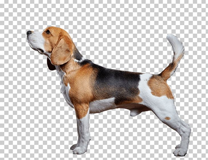 Beagle-Harrier American Foxhound English Foxhound PNG, Clipart, American Foxhound, Basset Artesien Normand, Carnivoran, Companion Dog, Dog Breed Free PNG Download