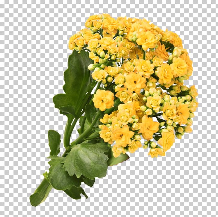 Chrysanthemum Yellow Cut Flowers PNG, Clipart, Chrysanthemum, Chrysanths, Cut Flowers, Flower, Flowering Plant Free PNG Download