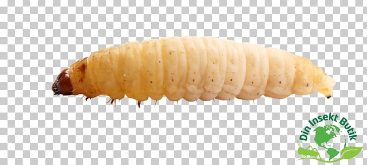 Waxworm Insect Larva Reptile PNG, Clipart, Animal, Animals, Corn On The Cob, Din Insekt Butik, Earthworms Free PNG Download