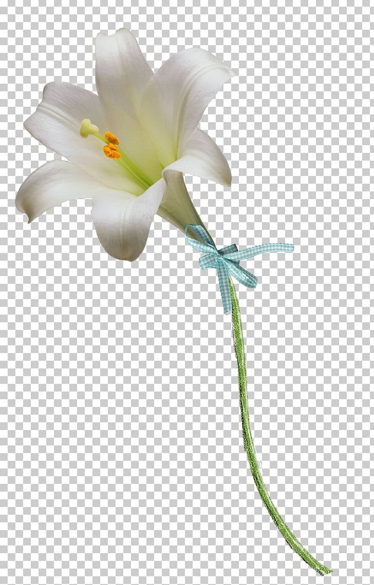 Floral Design Easter Lily Flower PNG, Clipart, Animation, Art, Calla Lily, Cartoon, Cut Flowers Free PNG Download