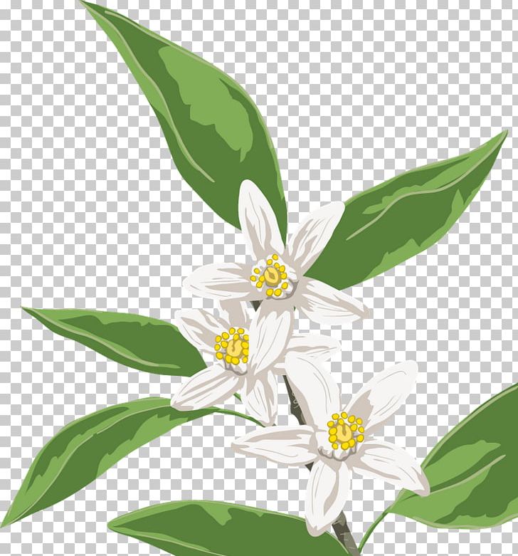 Flowering Plant Leaf PNG, Clipart, Flower, Flowering Plant, Kwiaty, Leaf, Nature Free PNG Download