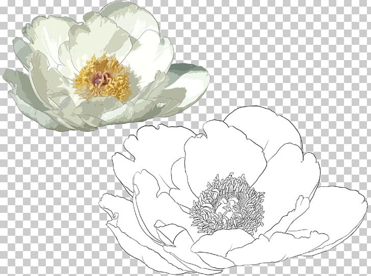 Nelumbo Nucifera Illustration PNG, Clipart, Cup, Dishware, Drawing, Flora, Floristry Free PNG Download