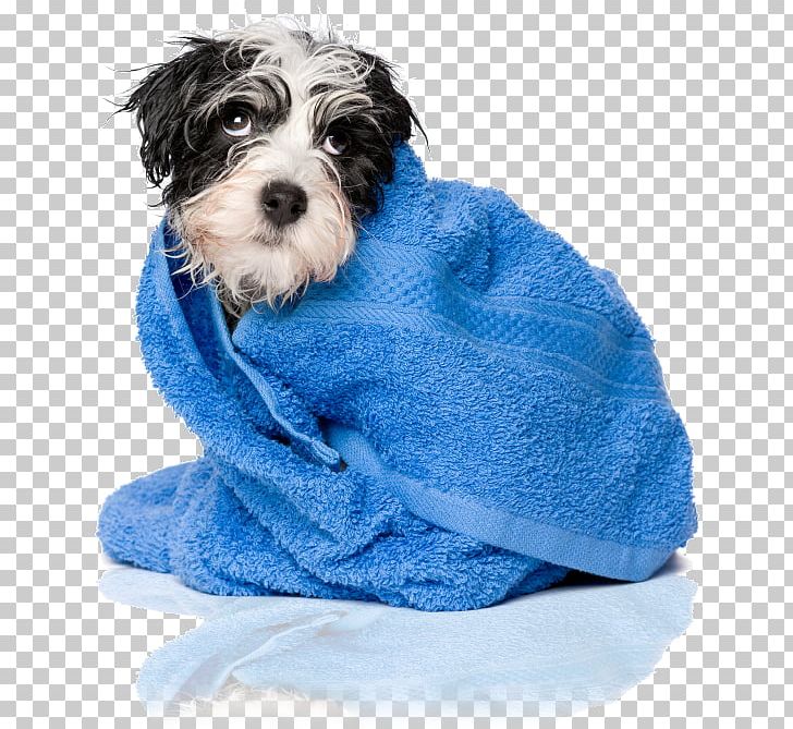 Schnoodle Havanese Dog Dog Breed Puppy Companion Dog PNG, Clipart, Animals, Bath, Breed, Carnivoran, Clothing Free PNG Download