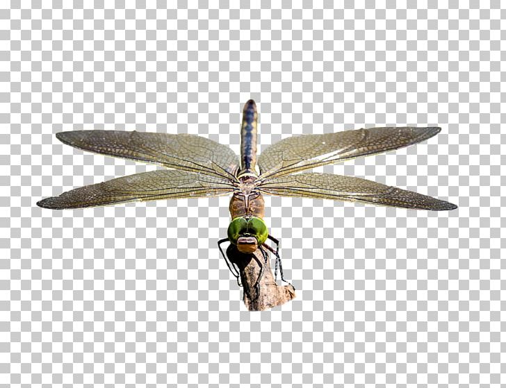 Dragonfly Stock.xchng Pixabay Photography PNG, Clipart, Arthropod, Download, Dragonflies And Damseflies, Dragonfly, Image Resolution Free PNG Download