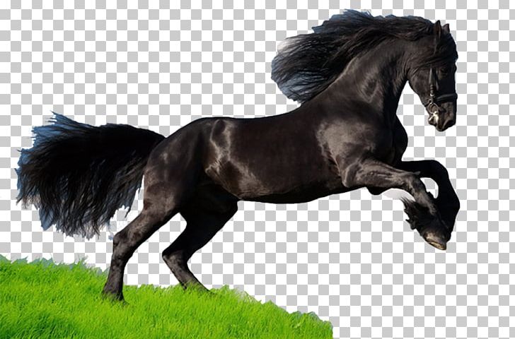 Mustang Thoroughbred American Quarter Horse Arabian Horse American Paint Horse PNG, Clipart, American Paint Horse, American Quarter Horse, Animal, Animals, Arabian Horse Free PNG Download