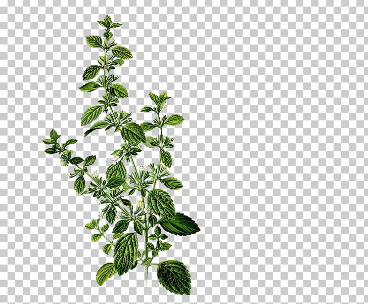 Lemon Balm Herbalism Mints Medicinal Plants PNG, Clipart, Botany, Branch, Healing, Health, Herb Free PNG Download