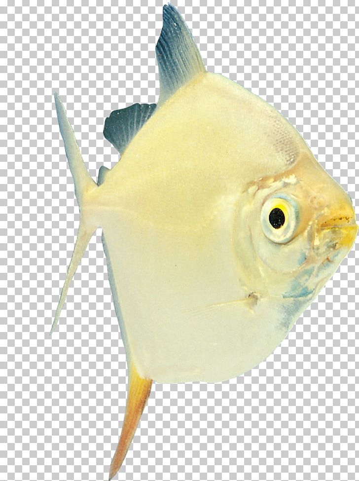 Tropical Fish Ornamental Fish Characidae Amur Catfish PNG, Clipart, 100, Amur Catfish, Animals, Aquarium, Catfish Free PNG Download