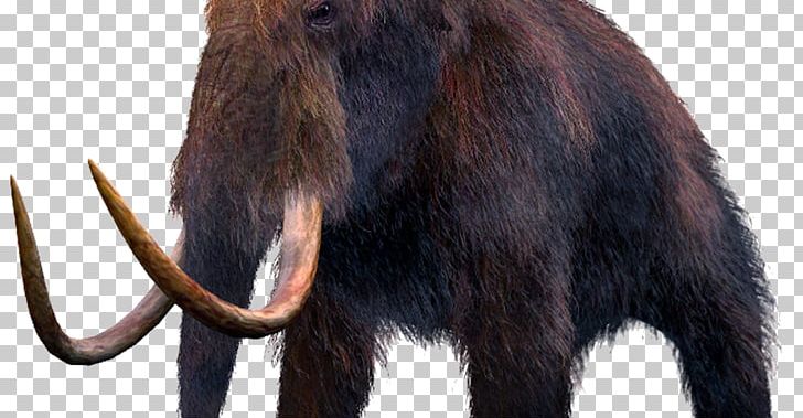 Mammuthus Meridionalis Woolly Mammoth Extinction Columbian Mammoth Mammal PNG, Clipart, Animal, Cloning, Columbian Mammoth, Elephantidae, Elephants And Mammoths Free PNG Download