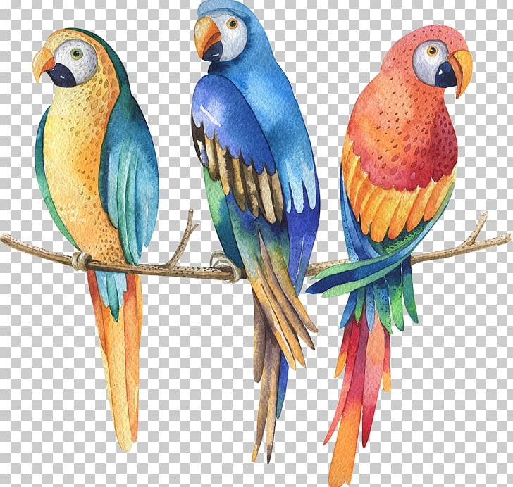 Parrot Watercolor Painting Stock Photography PNG, Clipart, Animals, Beak, Bird, Common Pet Parakeet, Drawing Free PNG Download