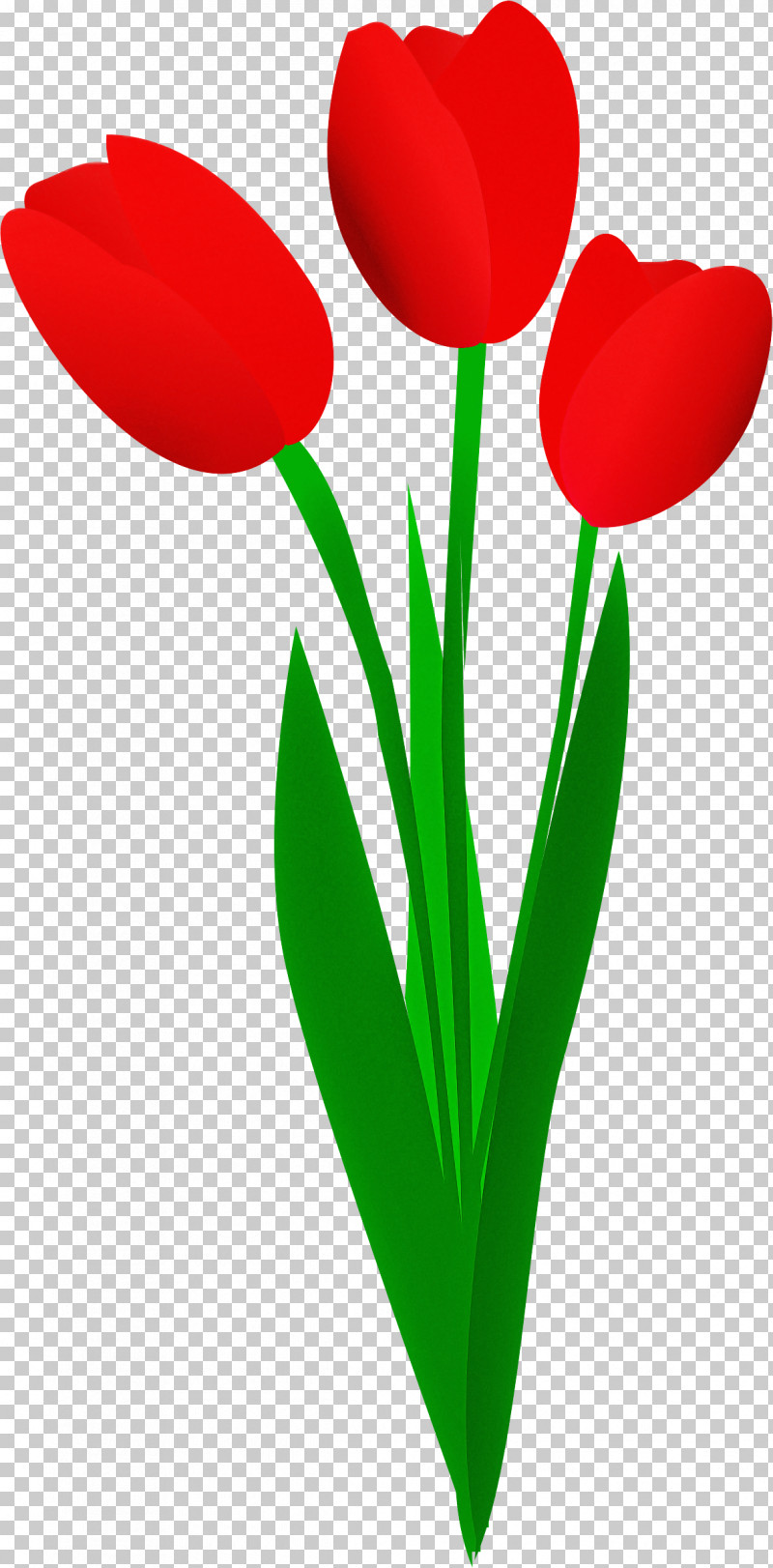 Tulip Red Petal Flower Plant PNG, Clipart, Coquelicot, Cut Flowers, Flower, Pedicel, Petal Free PNG Download