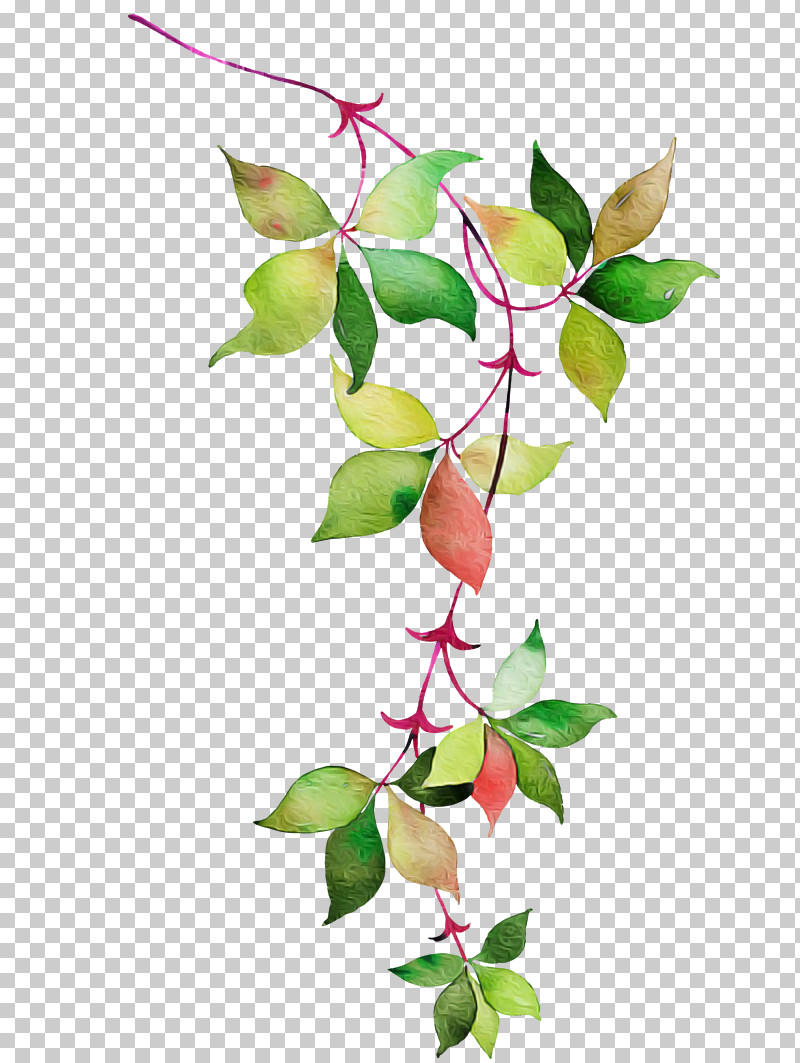 Holly PNG, Clipart, Curtain, Flower, Flowerpot, Fuchsia, Holly Free PNG Download