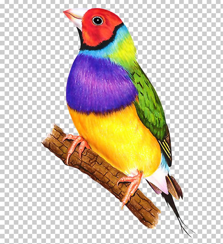 Bird Zebra Finch Beak PNG, Clipart, Animals, Beak, Bird, Blueandyellow Macaw, Drawing Free PNG Download