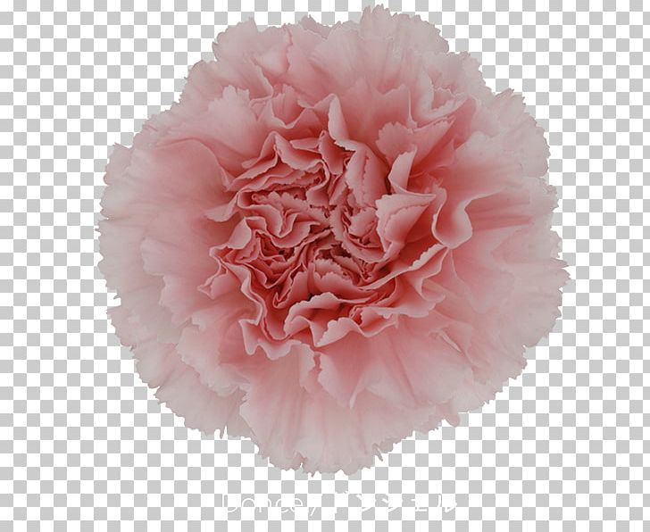 Carnation China Pink Cut Flowers Pink Flowers PNG, Clipart, Boat Orchid, Carnation, Colibri, Cut Flowers, Cutting Free PNG Download