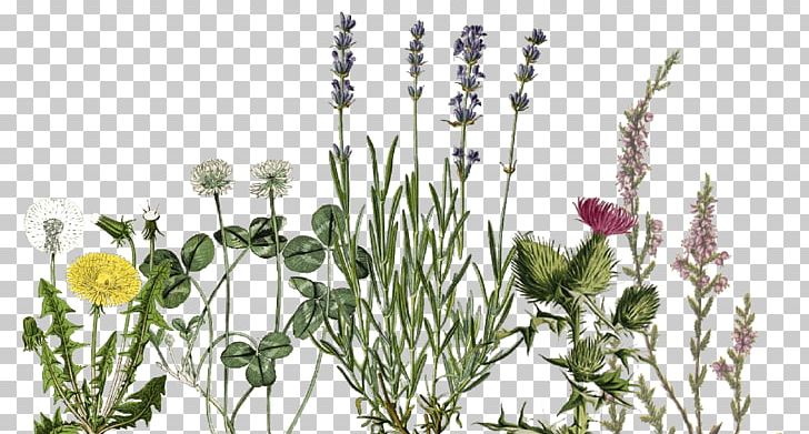 English Lavender Lavender Oil Essential Oil Florame PNG, Clipart, Accessoire, Bloomsday, Branch, Cut Flowers, English Lavender Free PNG Download