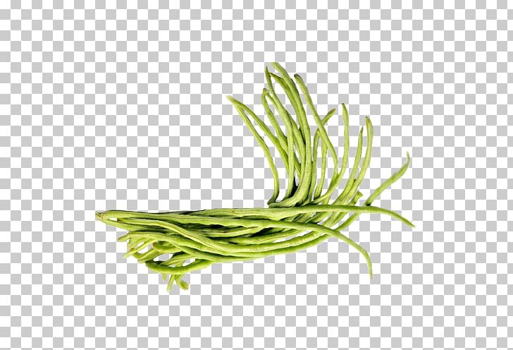 Vegetable Scallion Herb Greens Green Bean PNG, Clipart, Commodity, Food, Fruit, Grass, Grasses Free PNG Download