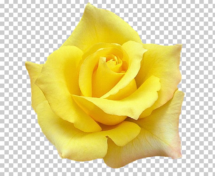 White Rose Of York Quotation Yellow Desktop PNG, Clipart, Closeup, Cut Flowers, Desktop Wallpaper, Floribunda, Flower Free PNG Download