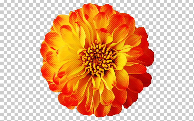Orange PNG, Clipart, Annual Plant, Common Zinnia, Cut Flowers, Dahlia, Daisy Family Free PNG Download