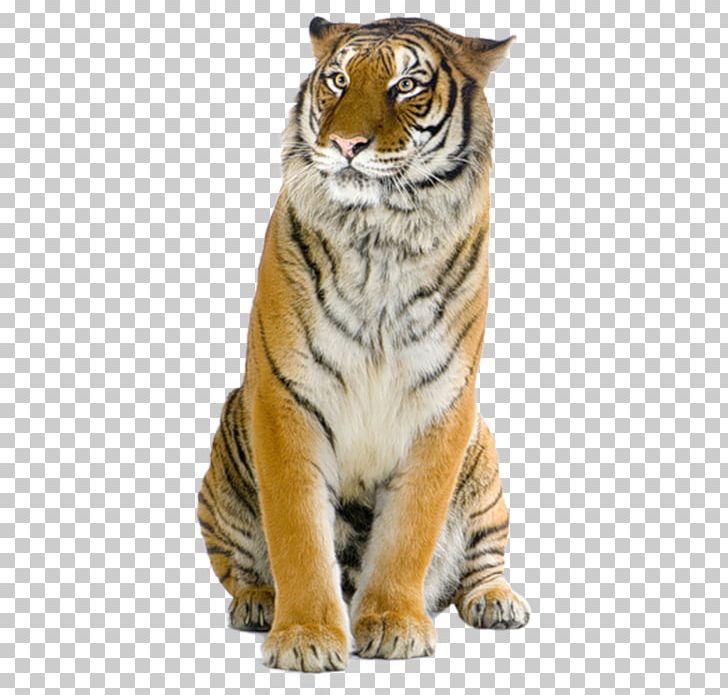Stock Photography Bengal Tiger PNG, Clipart, Big Cats, Carnivoran, Cat Like Mammal, Desktop Wallpaper, Fur Free PNG Download