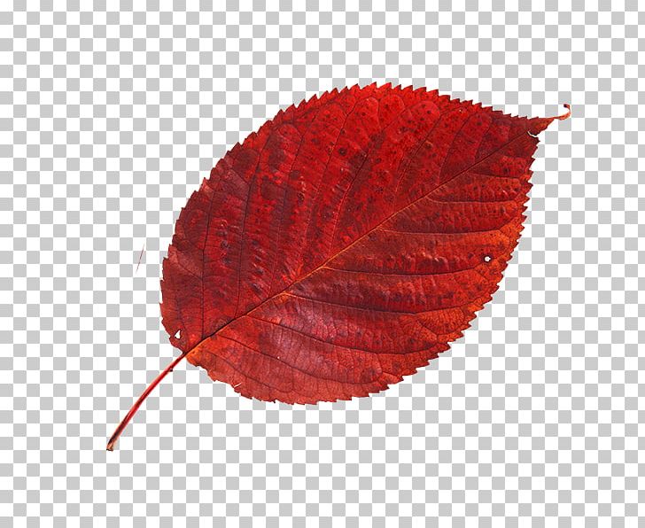 Cherry Leaf Spot Red Autumn Leaves Blue PNG, Clipart, Autumn, Autumn Invitation Cardmulticolor, Autumn Leaves, Blue, Cherry Leaf Spot Free PNG Download