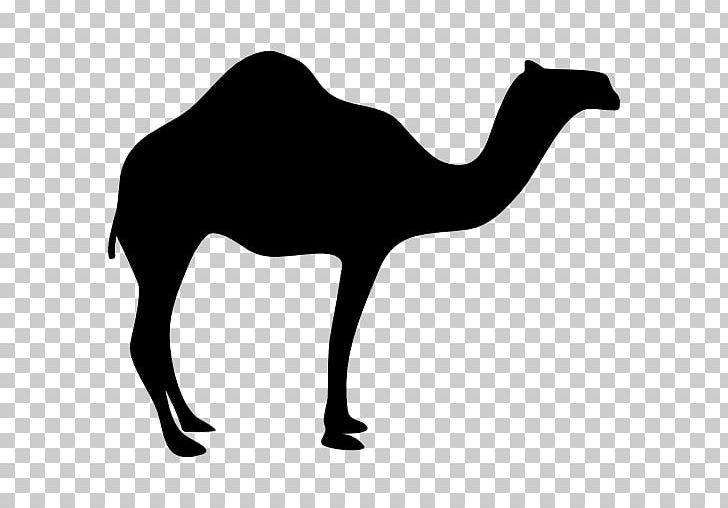 Dromedary Bactrian Camel Silhouette PNG, Clipart, Animal, Animals, Arabian Camel, Bactrian Camel, Black And White Free PNG Download