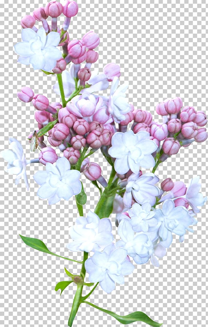 Flower Blue PNG, Clipart, Blossom, Blue, Blue Spring, Branch, Cherry Blossom Free PNG Download