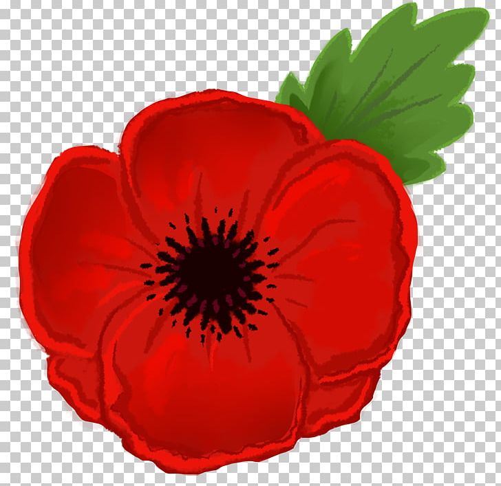 Remembrance Poppy Drawing Flower PNG, Clipart, Armistice Day, Bud, California Poppy, Clip Art, Coquelicot Free PNG Download