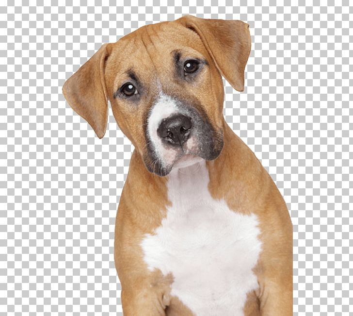 Sad Dog PNG, Clipart, Animals, Dogs Free PNG Download