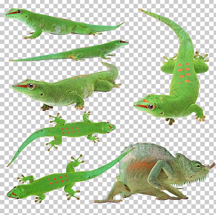 Lizard Reptile Green Iguana Chameleons Cat PNG, Clipart, Amphibian, Animal, Animal Figure, Animals, Animals Collection Free PNG Download