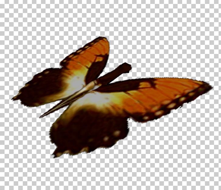 Nymphalidae Butterfly Moth Dudley Dursley Zip PNG, Clipart, Animal, Brush Footed Butterfly, Computer, Fauna, Insect Free PNG Download