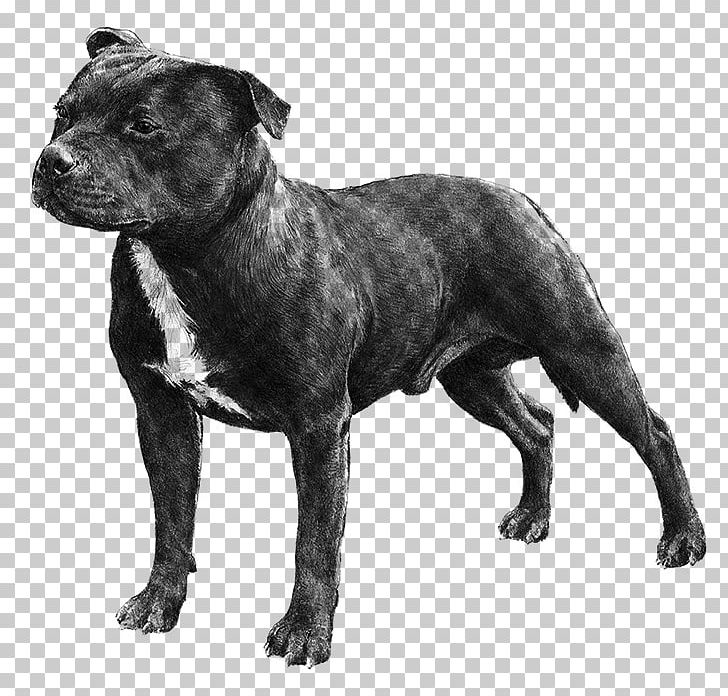 Staffordshire Bull Terrier American Staffordshire Terrier American Pit Bull Terrier Smooth Fox Terrier PNG, Clipart, American Pit Bull Terrier, Bull Terrier, Carnivoran, Dog Breed, Dog Breed Group Free PNG Download