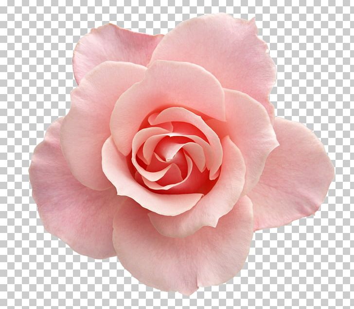 Beach Rose Pink Garden Roses Flower Stock Photography PNG, Clipart, Beach, Camellia, China Rose, Cut Flowers, Desktop Wallpaper Free PNG Download