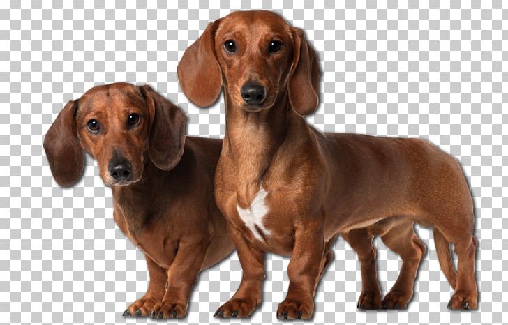 Dachshund Basset Hound Dalmatian Dog Puppy Bloodhound PNG, Clipart, Animals, Basset Hound, Birthday, Bloodhound, Breed Free PNG Download
