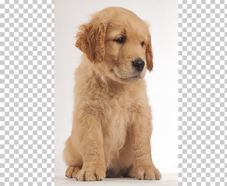 Golden Retriever Goldendoodle Puppy Dog Breed Companion Dog PNG, Clipart, Animals, Breed, Carnivoran, Cat And Dog, Companion Dog Free PNG Download