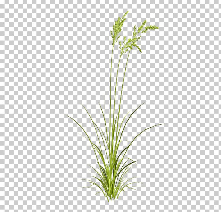 Grasses Watercolor Painting PNG, Clipart, Artificial Grass, Cartoon Grass, Creative Grass, Download, Drawing Free PNG Download